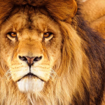 IRPF 2022: Tire suas dúvidas! IRPF 2022- Tire suas dúvidas!